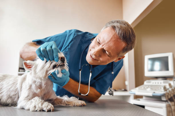 Best Emergency Treatment for Dental Infections or Abscesses in Hayden, ID